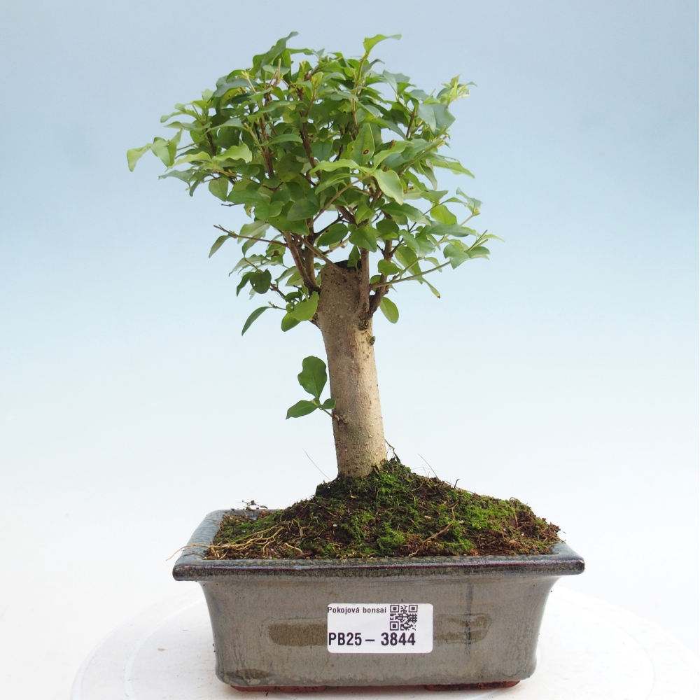 Kamerbonsai -Ligustrum chinensis - Vogelsnavel