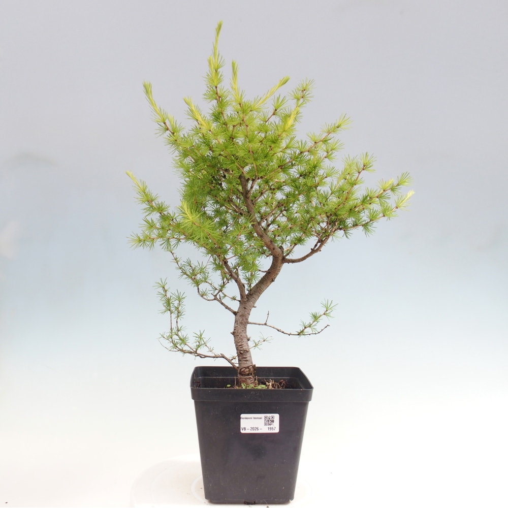 Bonsai voor buiten -Larix decidua - Lariks