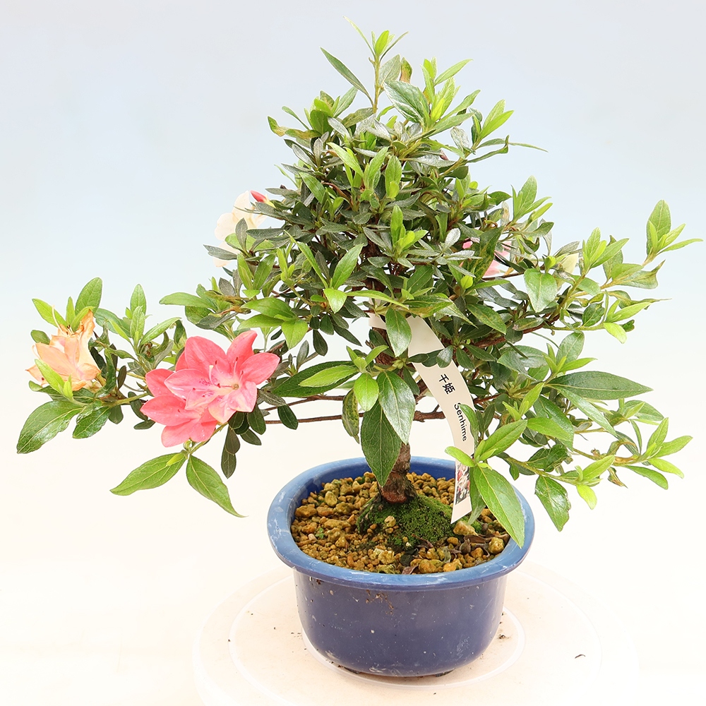 Bonsai voor buiten - Japanse Azalea - Azalea Senhime