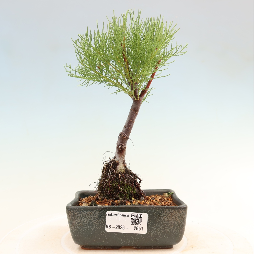 Bonsai voor buiten - Tamarisk - Tamarix