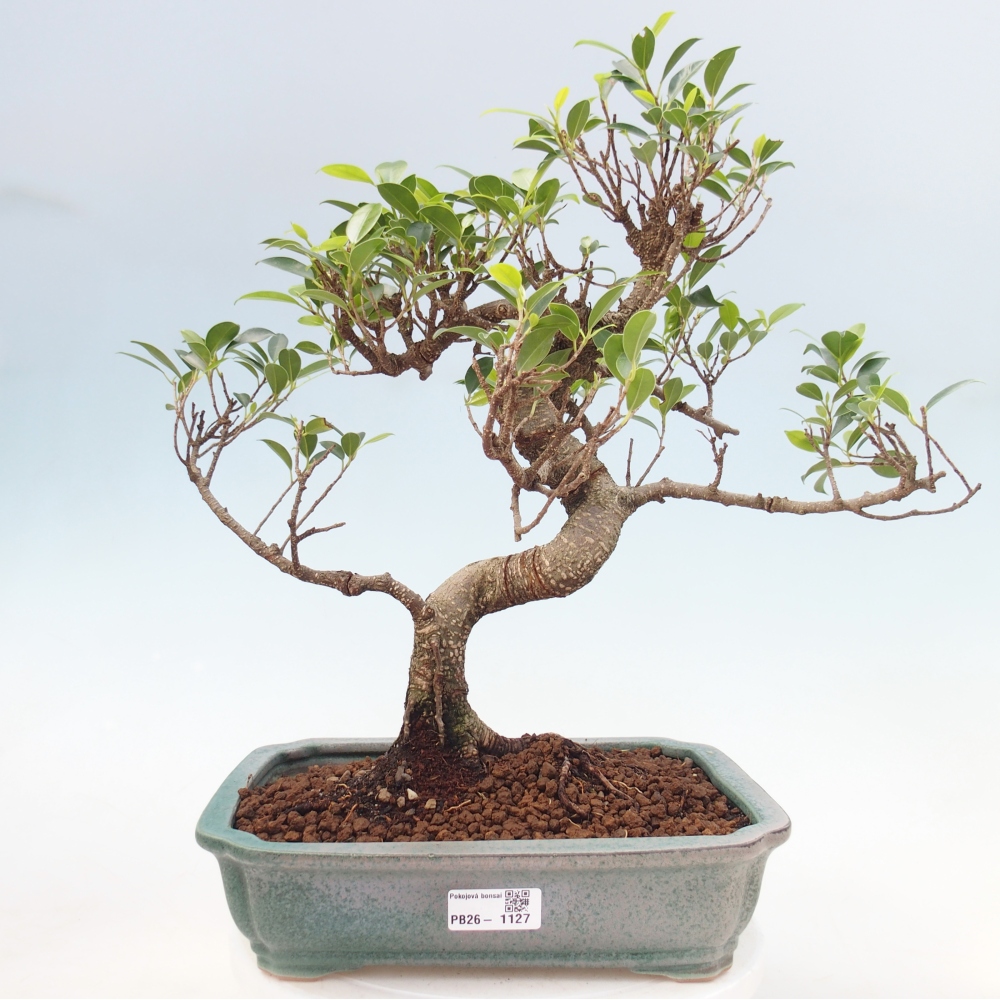 Kamerbonsai - Ficus kimmen - kleinbladige ficus