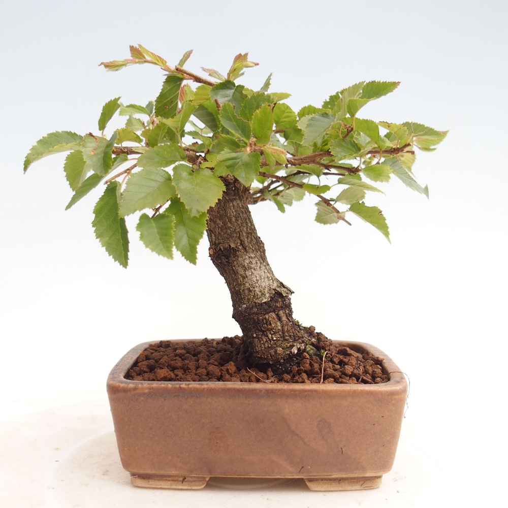 Bonsai voor buiten -Carpinus CARPINOIDES - Koreaanse haagbeuk
