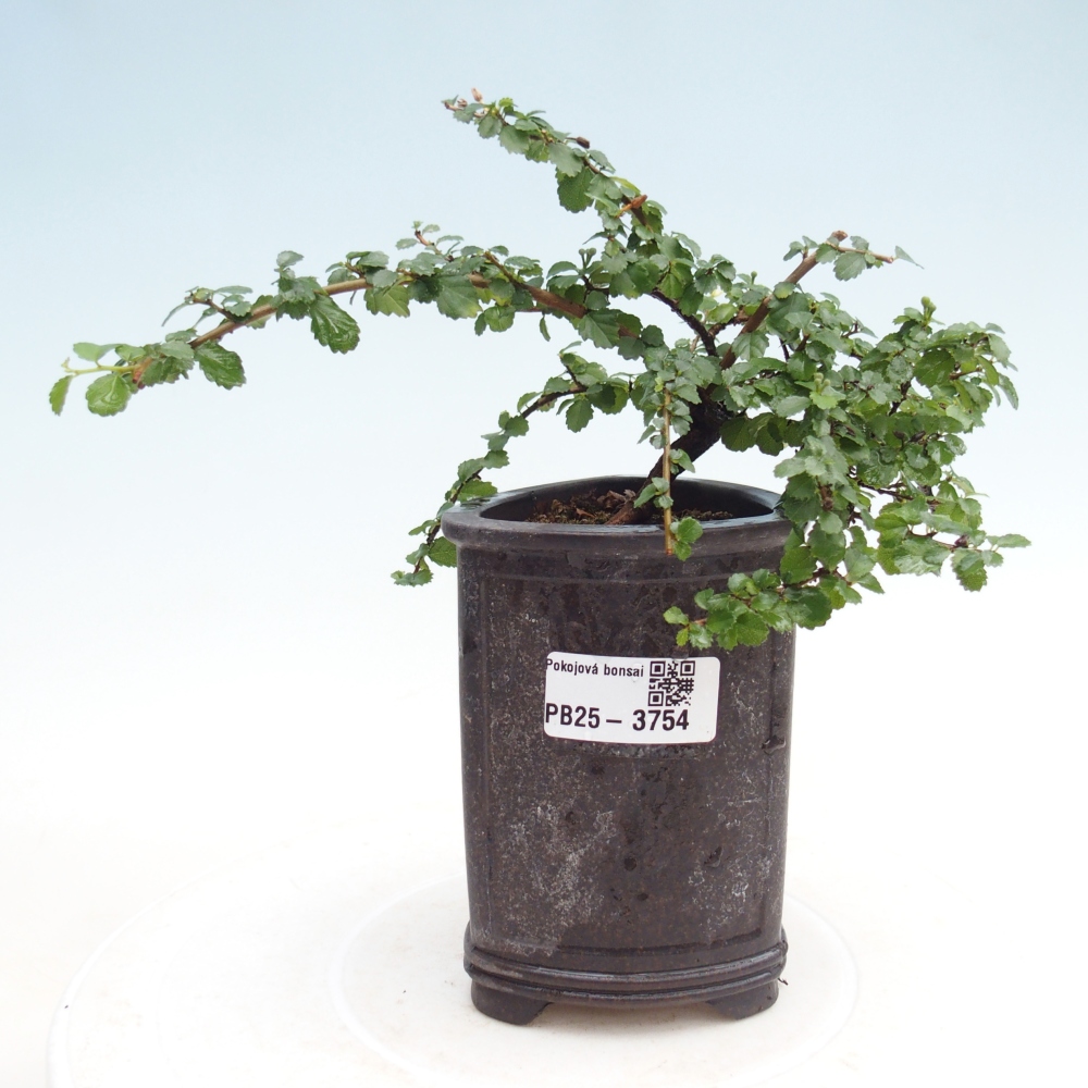 Kamerbonsai - Grewia sp. - Grewia malafolia