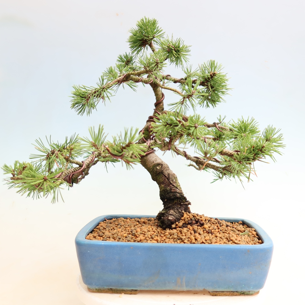 Bonsai voor buiten - Pinus mugo Humpy  - Bergden