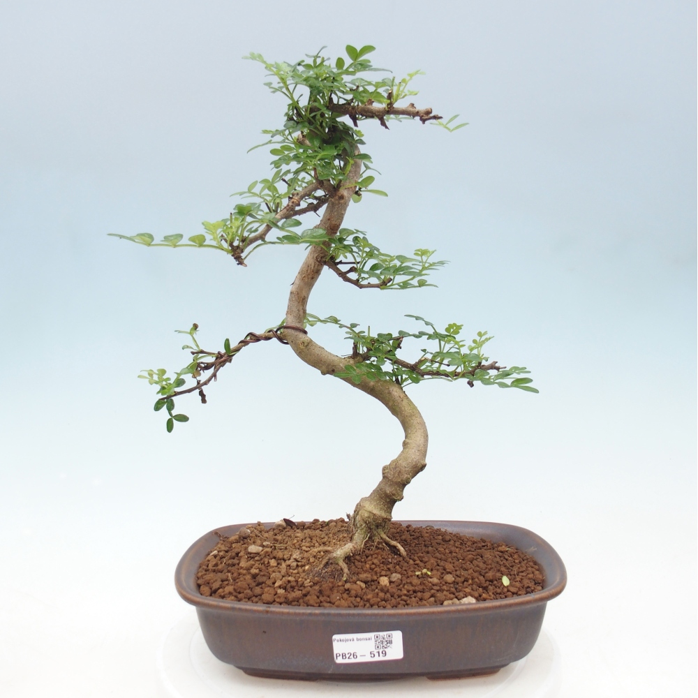 Kamerbonsai - Zantoxylum piperitum - peperboom