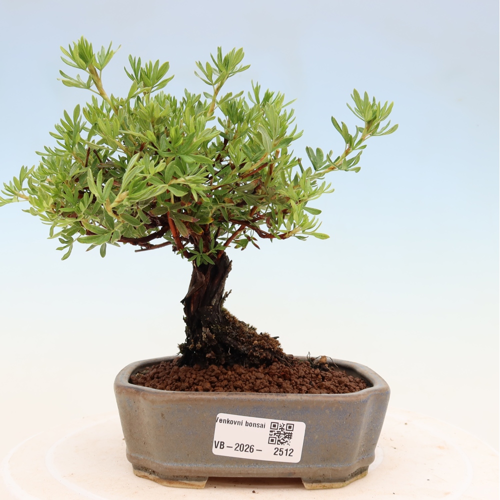 Bonsai voor buiten - Potentila fruticosa