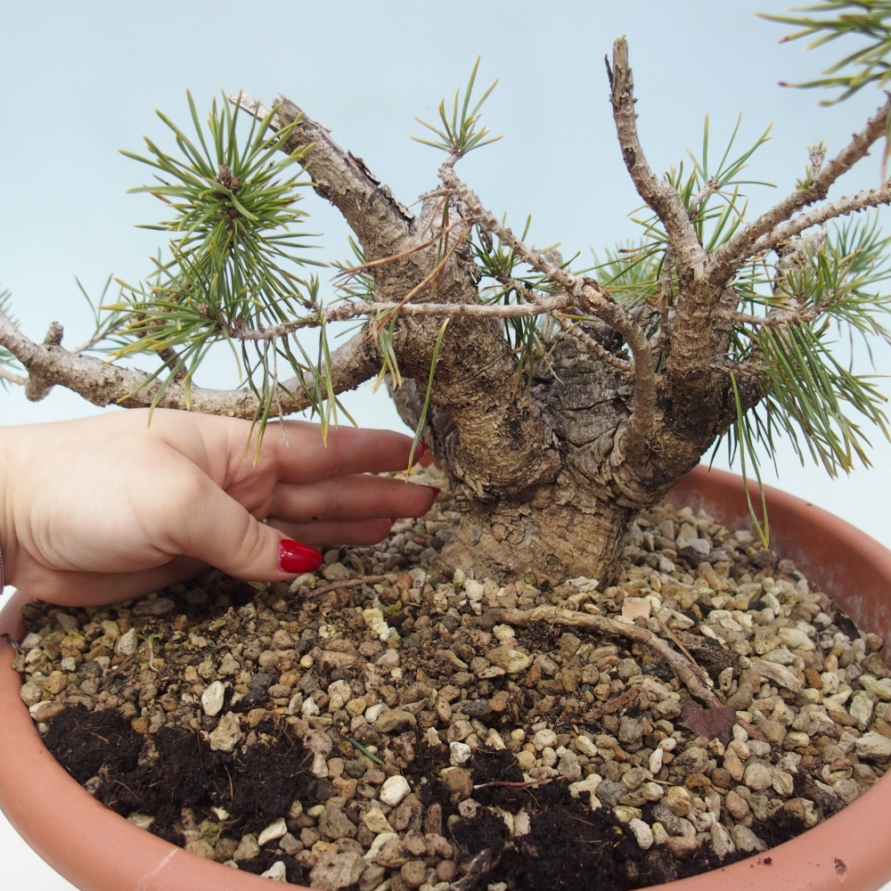 Yamadori - Pinus sylvestris Spanje