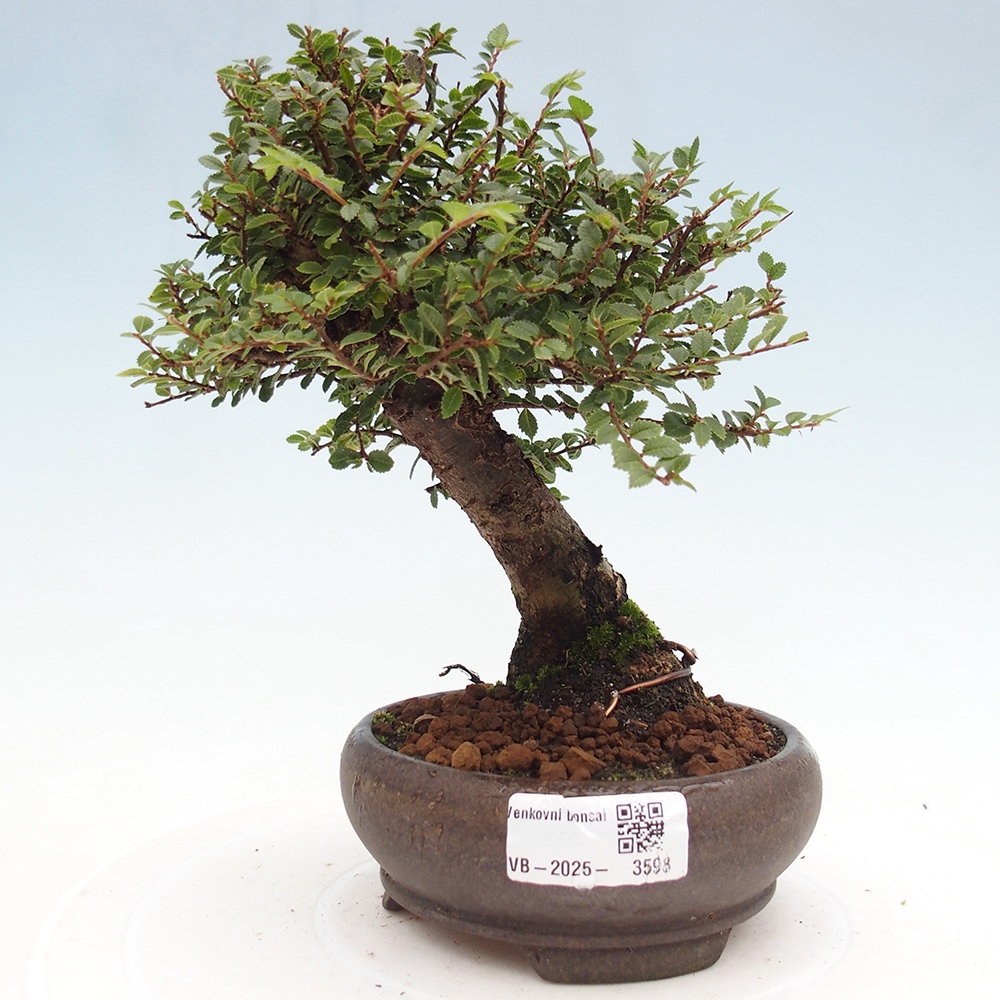 Bonsai voor buiten - Ulmus parvifolia Hokkaido - Chinese iep