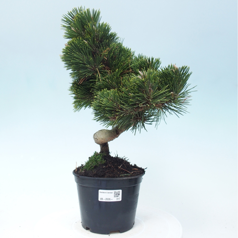 Bonsai voor buiten - Pinus thunbergii senjyumaru - Thunberg den