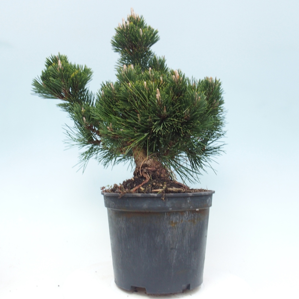 Bonsai voor buiten - Pinus thunbergii senjyumaru - Thunberg den