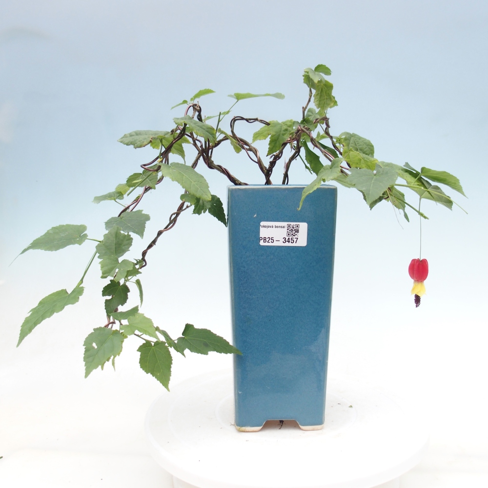 Bonsai voor binnen - Abutilon Big Bell - Cloudberry