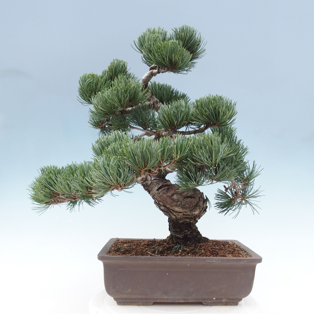 Bonsai voor buiten - Pinus parviflora - Pinus parviflora