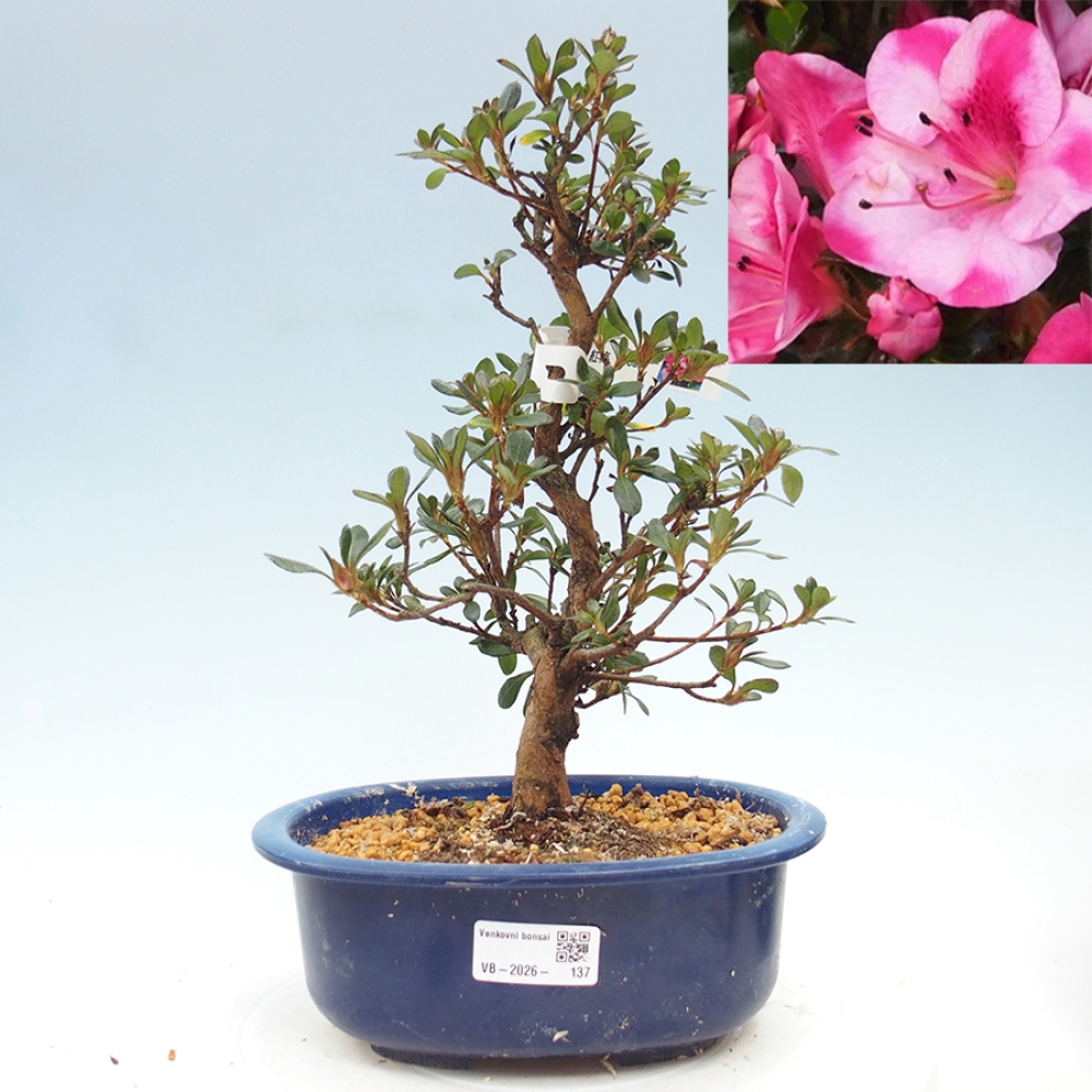 Bonsai voor buiten - Japanse Azalea - Azalea Kobai