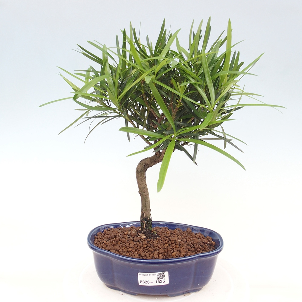 Kamerbonsai - Podocarpus - Taxus