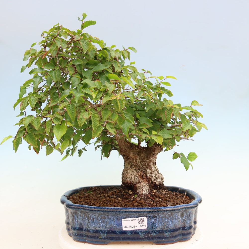 Bonsai voor buiten -Carpinus Coreana - Koreaanse haagbeuk