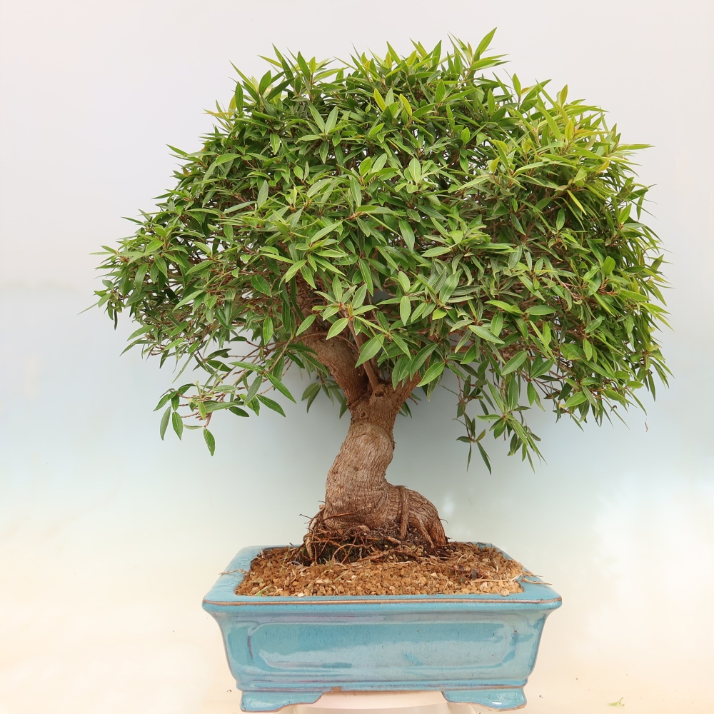Kamerbonsai - Ficus nerifolia - kleinbladige ficus
