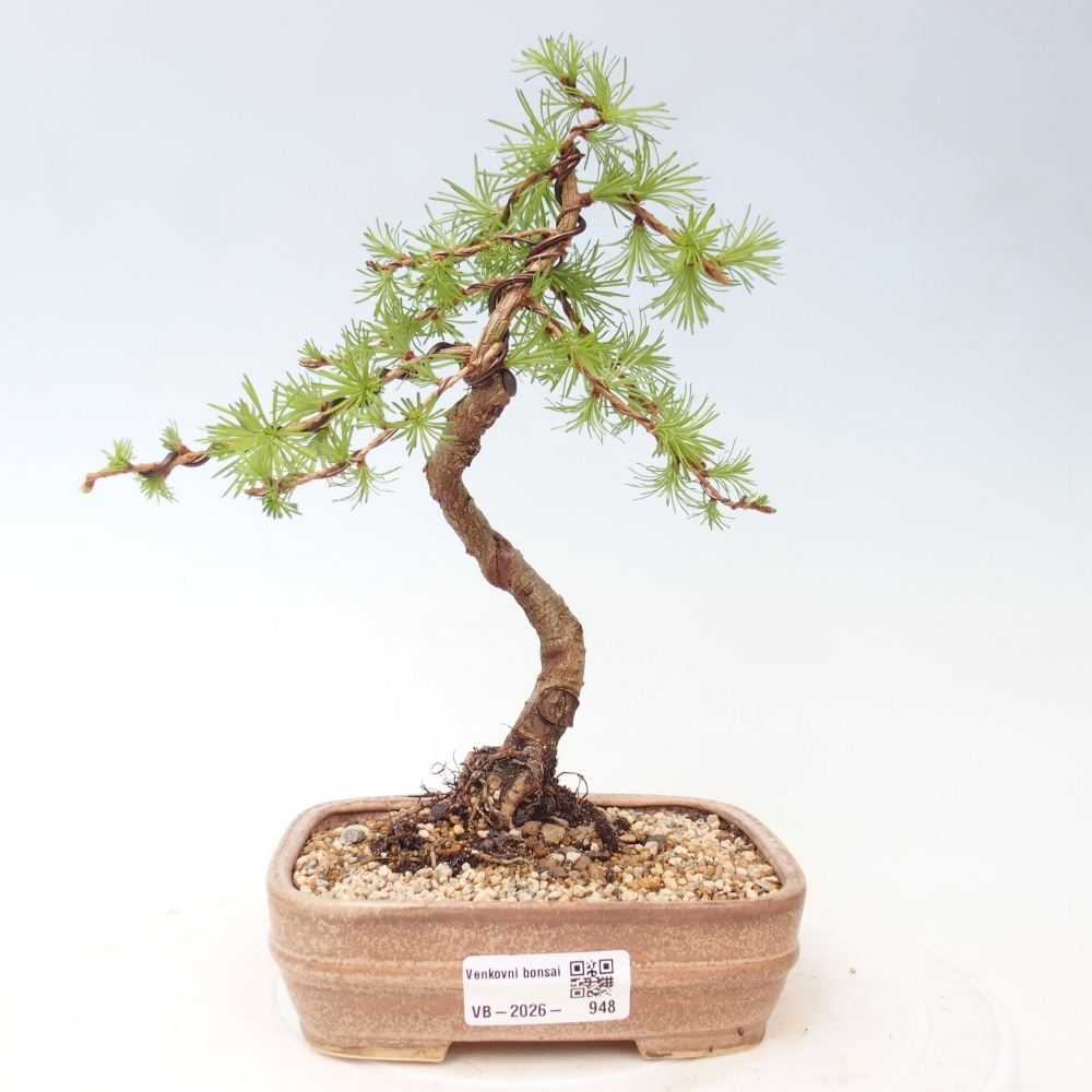 Bonsai voor buiten - Larix Kaempferi - Japanse lariks