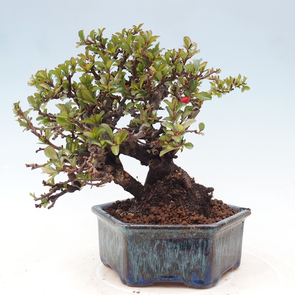Bonsai voor buiten - Chaneomeles speciosa - Kweepeer
