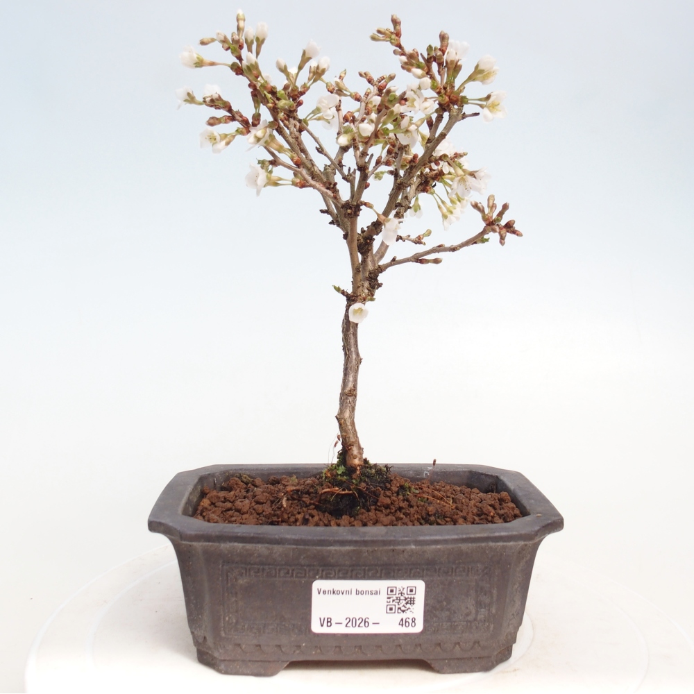 Bonsai voor buiten - Prunus incisa Kojou-no mai-Plivon uitgesneden