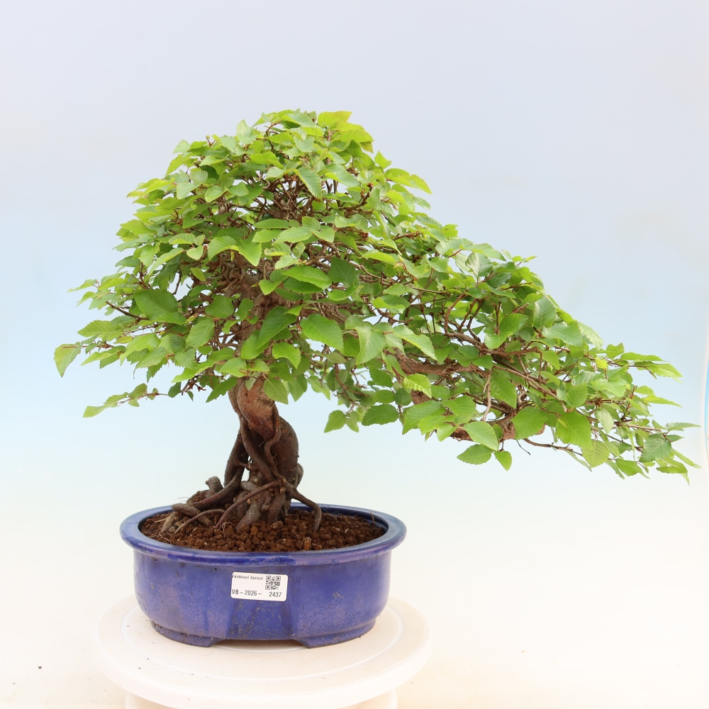 Bonsai voor buiten -Carpinus Coreana - Koreaanse haagbeuk
