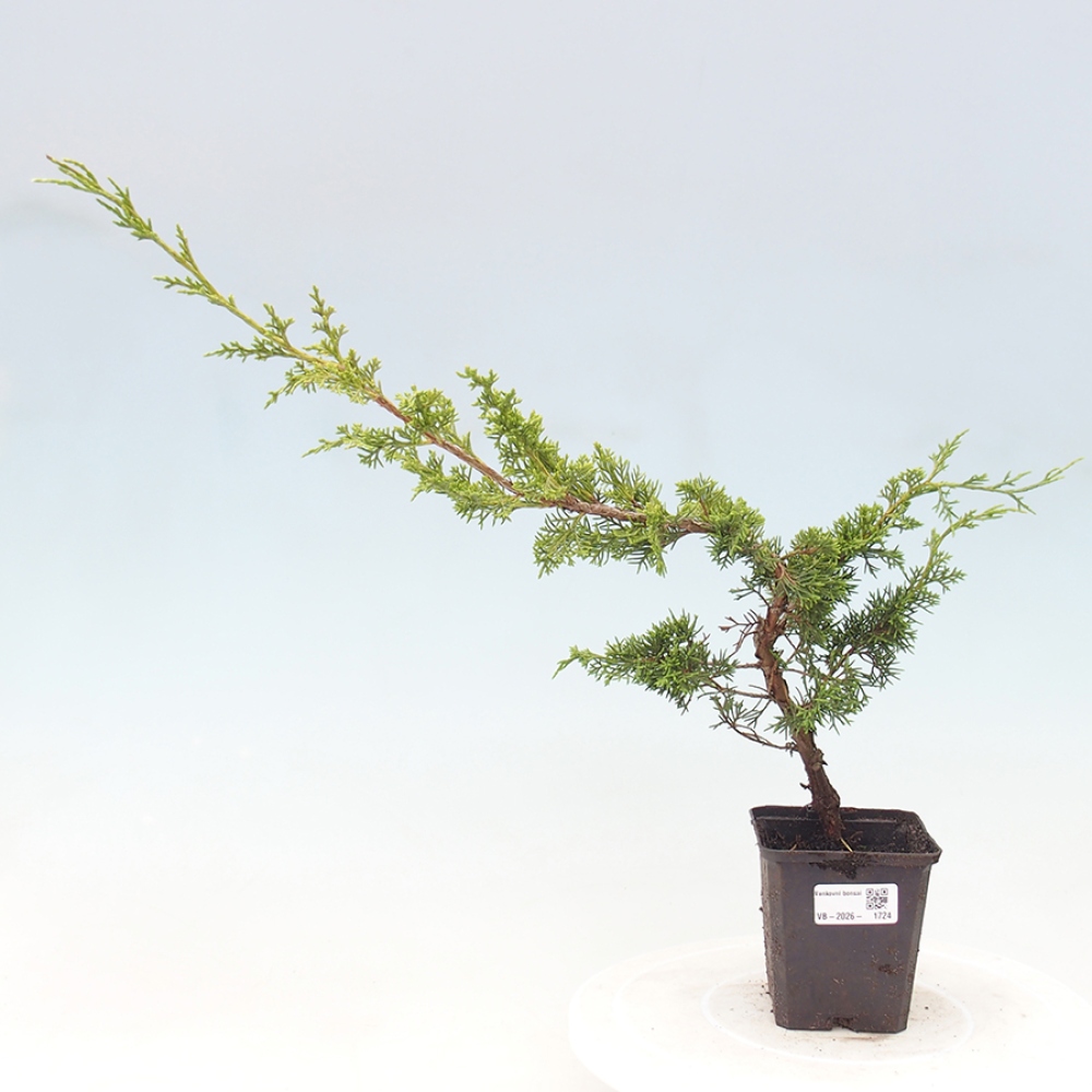 Bonsai voor buiten - Juniperus chinensis Itoigawa
