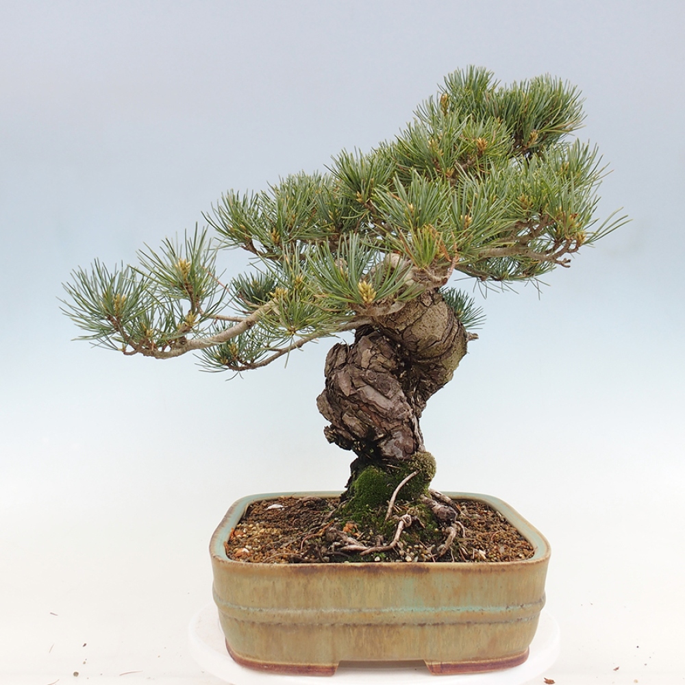 Bonsai voor buiten - Pinus parviflora - Pinus parviflora
