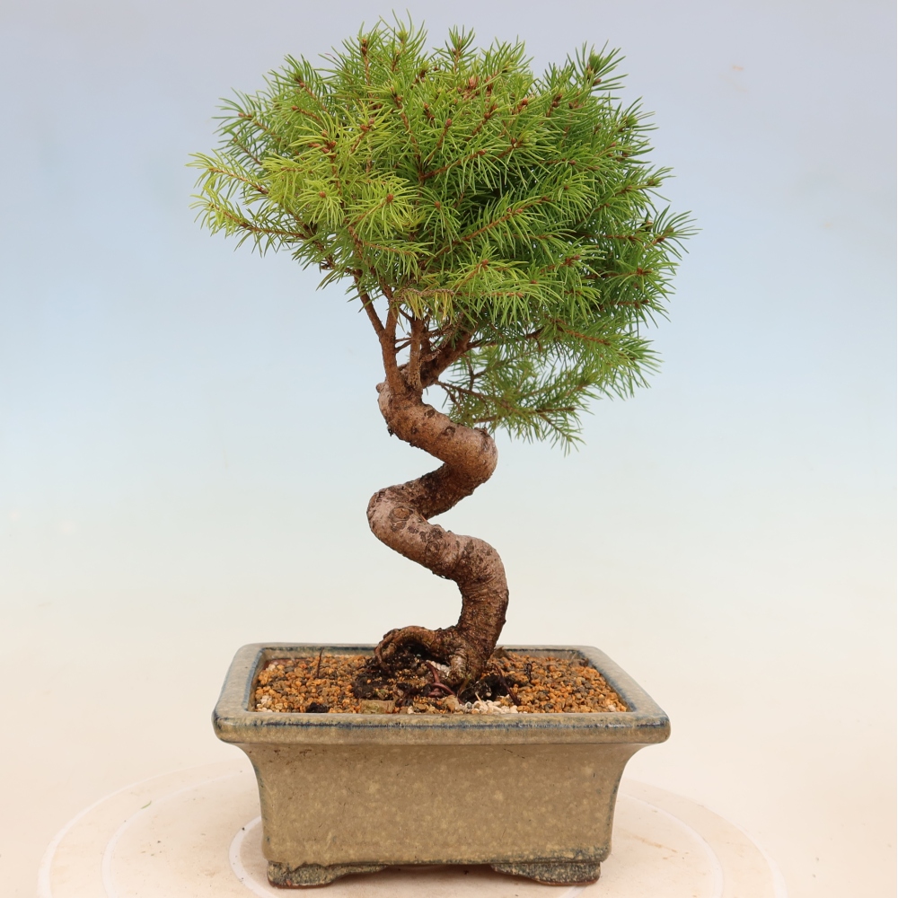 Bonsai voor buiten - Gewone spar - Picea glauca bol