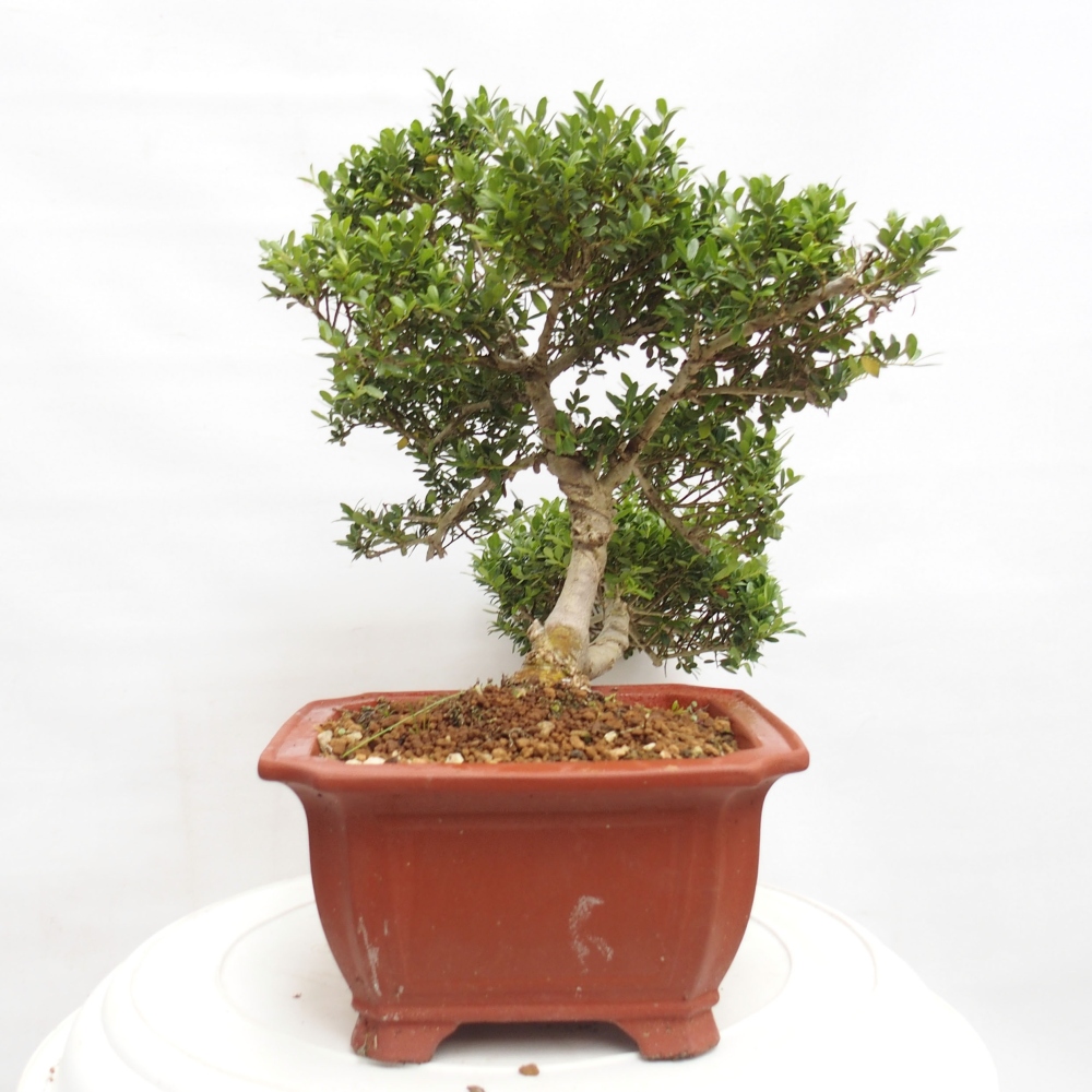 Kamerbonsai - Ilex crenata - Hulst