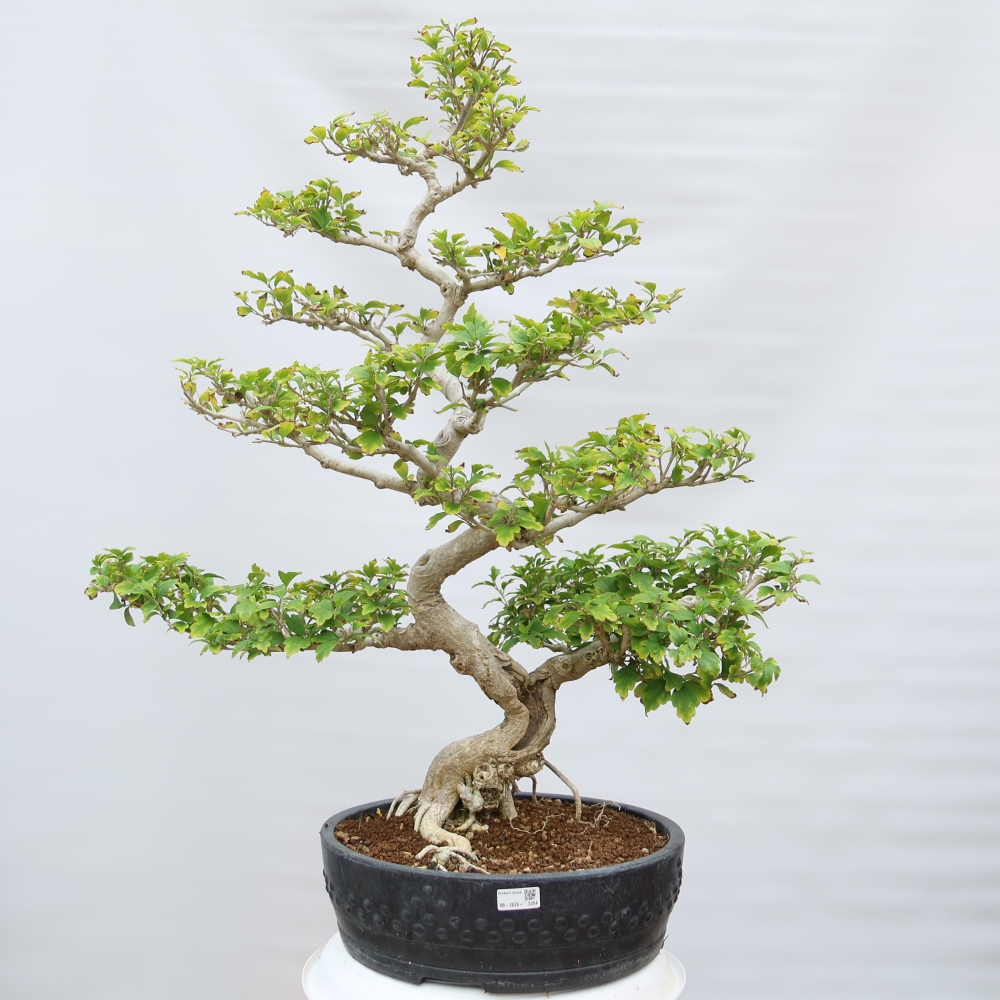 Bonsai voor buiten - Hibiscus syriacus - Syrische hibiscus