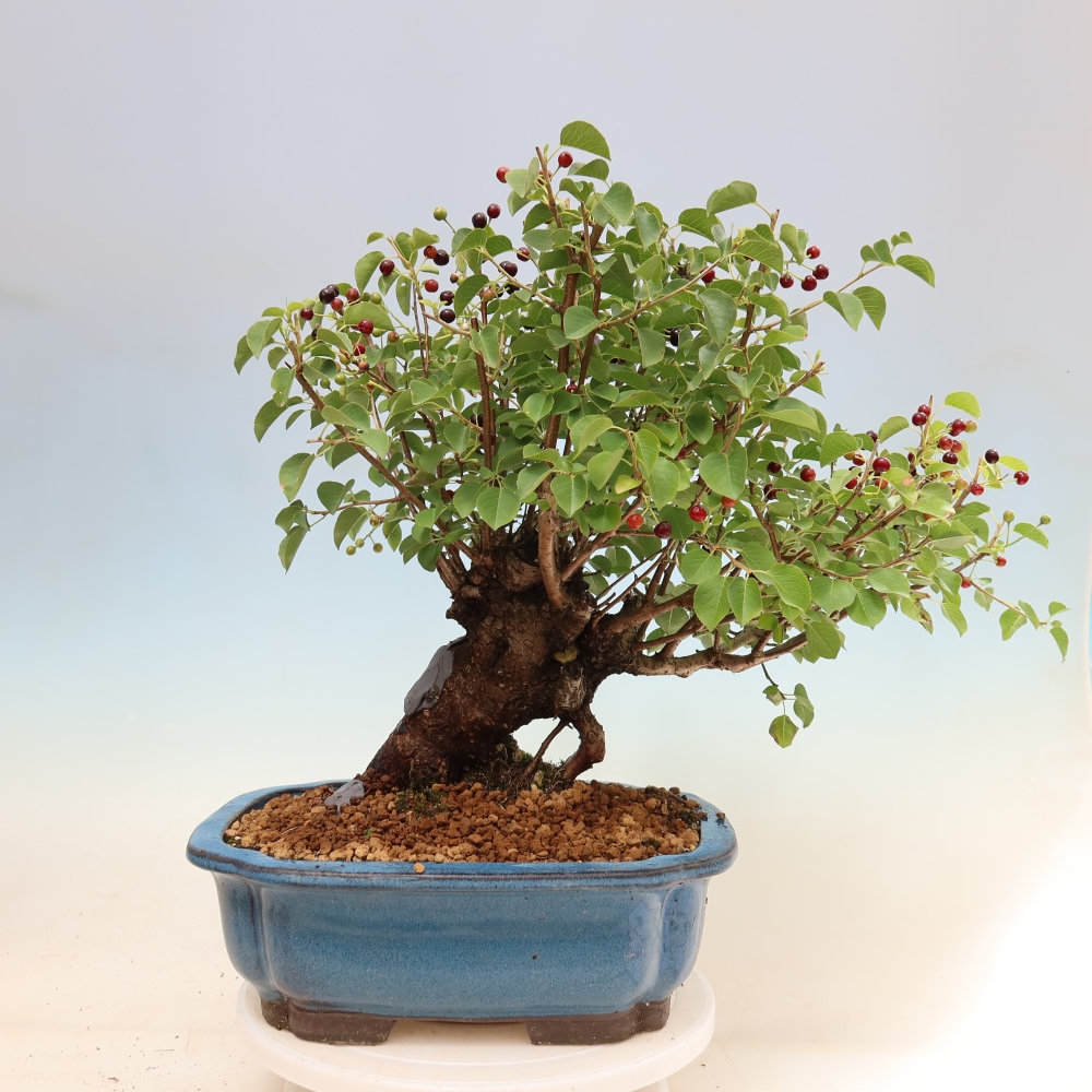 Bonsai voor buiten - Mahalebka - Prunus mahaleb