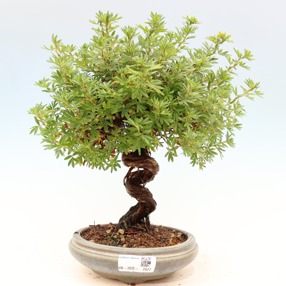 Bonsai voor buiten - Potentila fruticosa