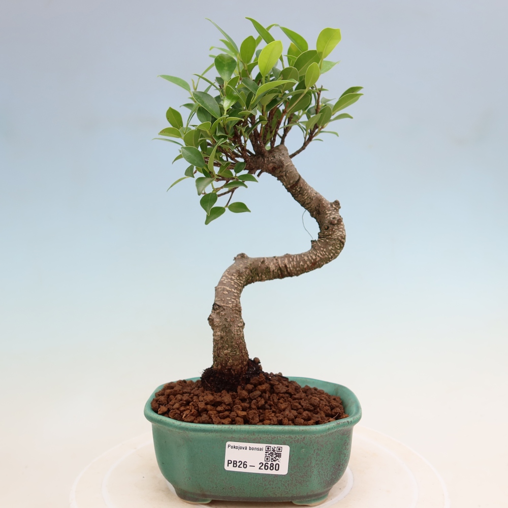 Kamerbonsai - Ficus kimmen - kleinbladige ficus