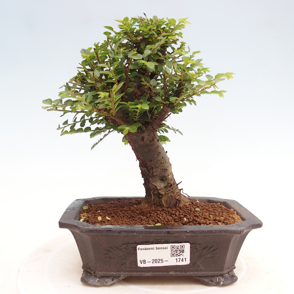 Bonsai voor buiten - Ulmus parvifolia Hokkaido - Chinese iep