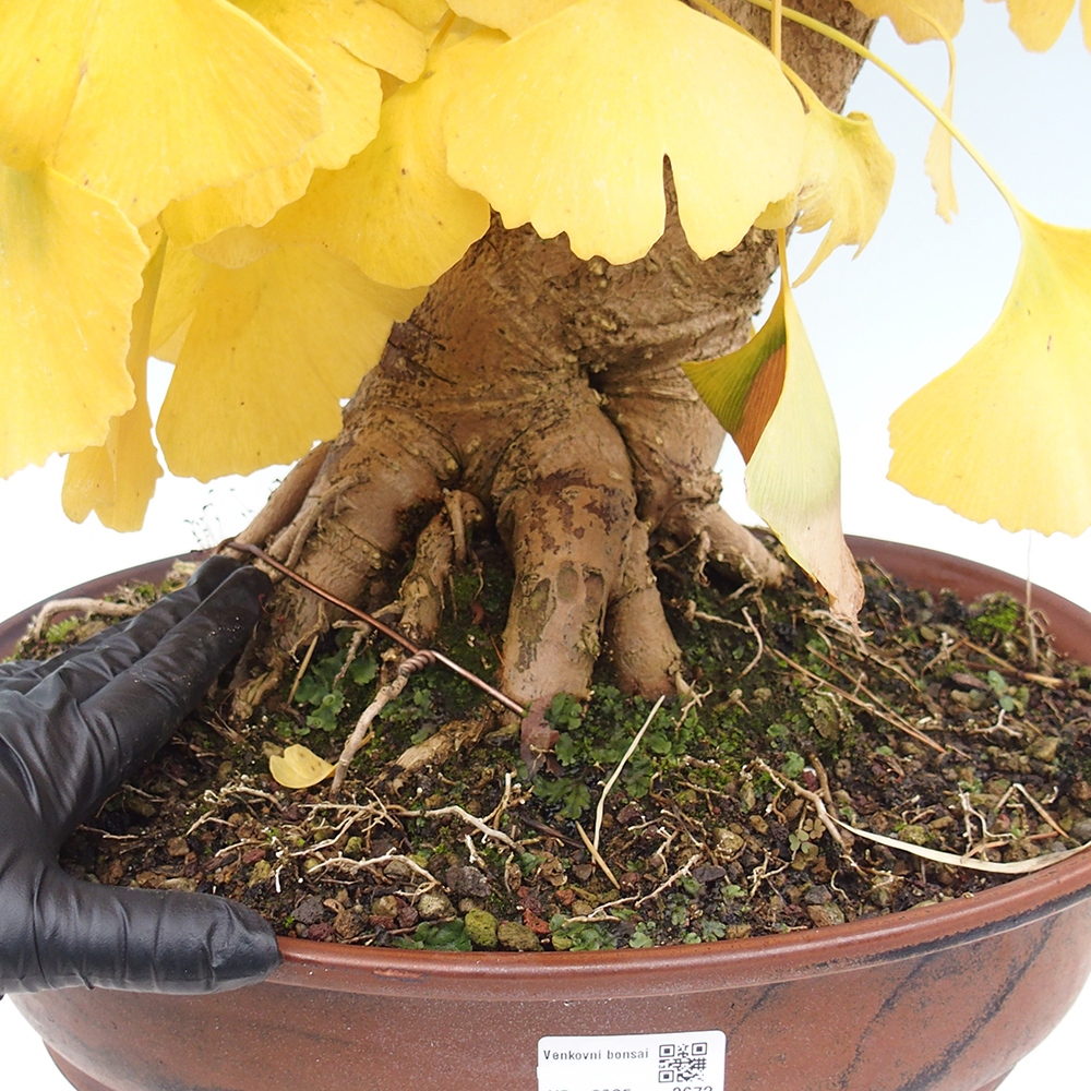 Bonsai voor buiten - Ginkgo biloba