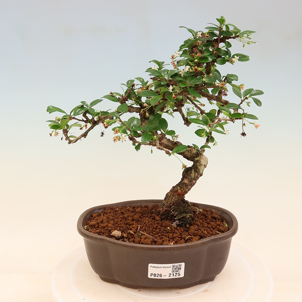 Kamerbonsai - Carmona macrophylla - Thee fuki