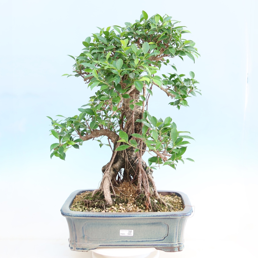Kamerbonsai - Ficus kimmen - kleinbladige ficus