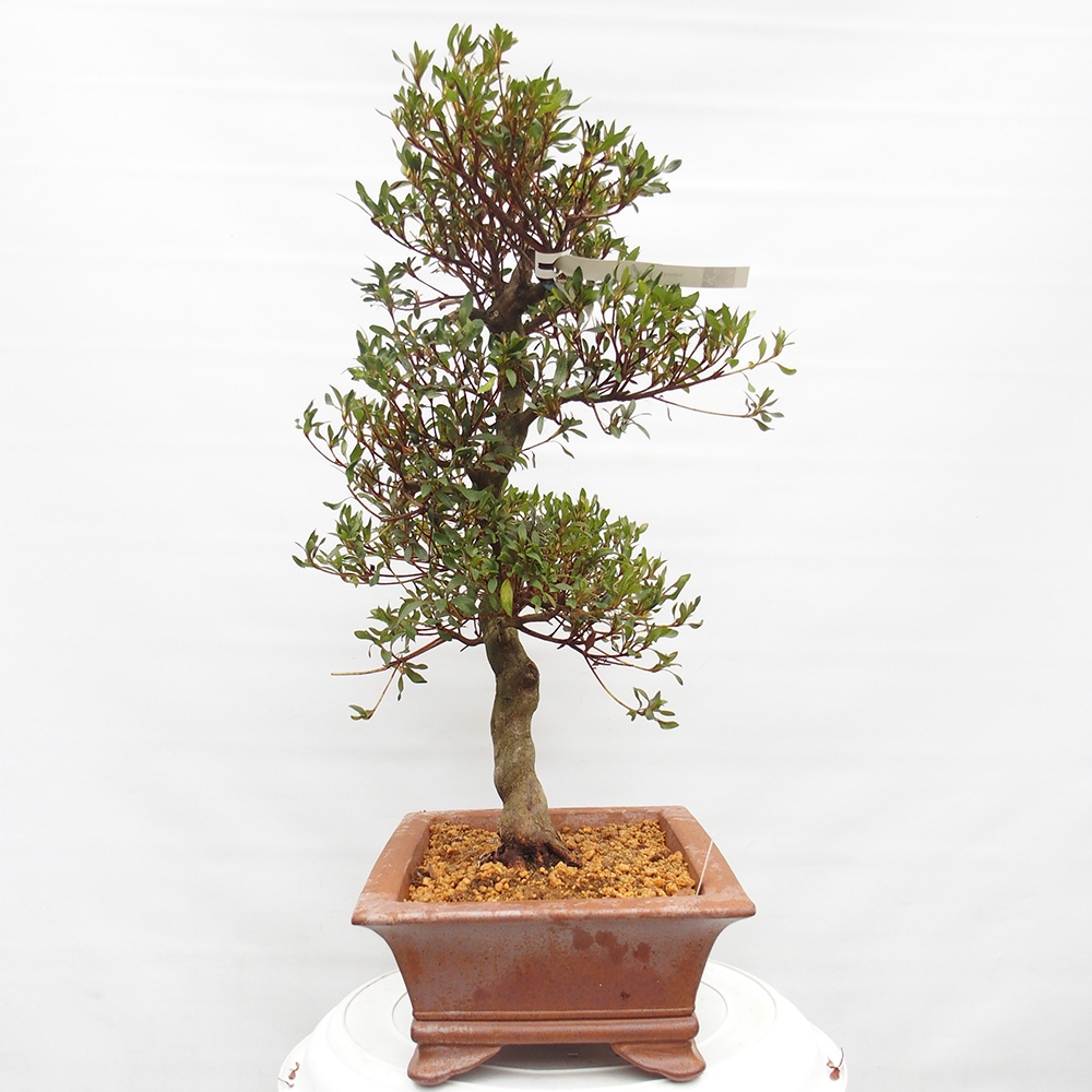 Bonsai voor buiten - Japanse azalea - Azalea CHIHIRO