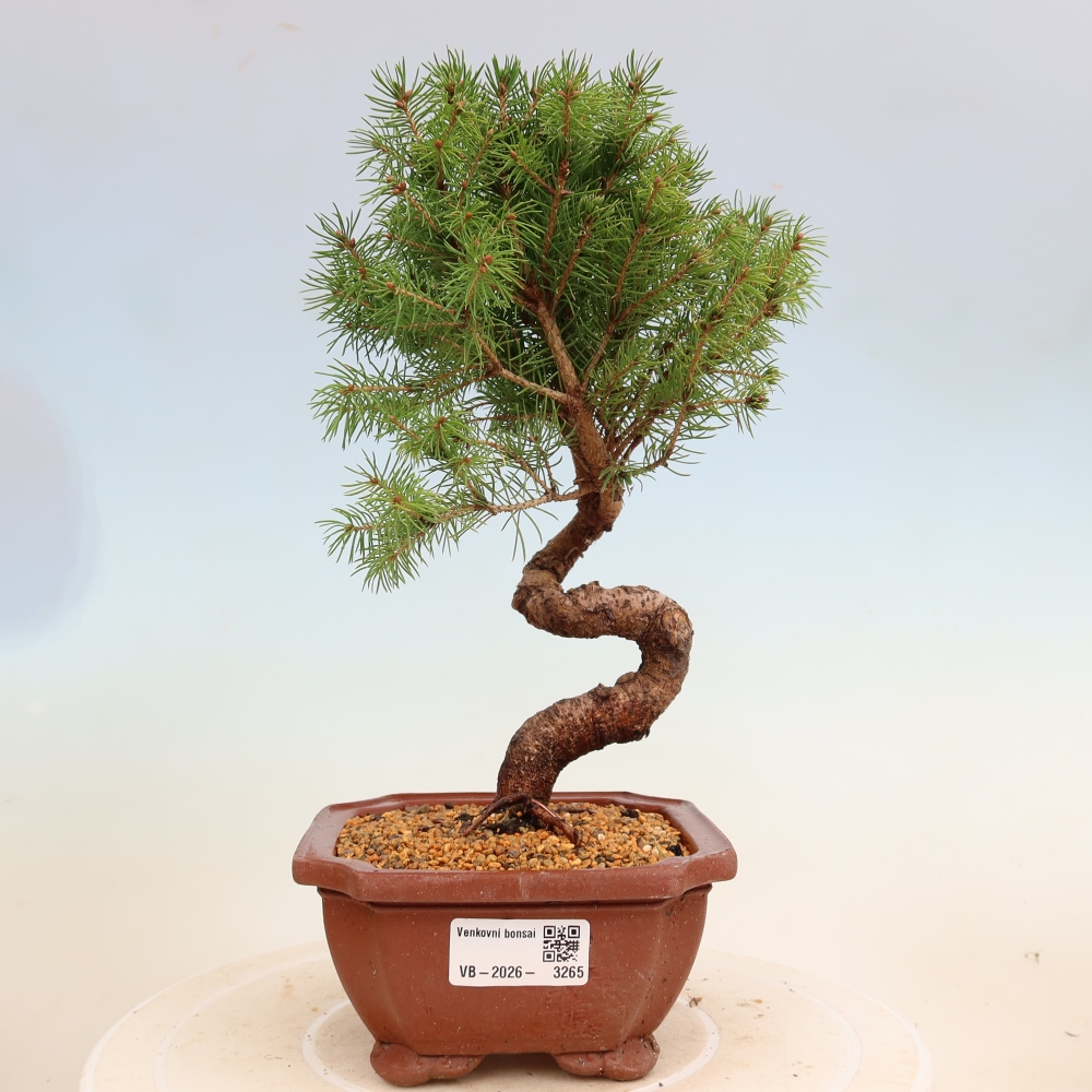 Bonsai voor buiten - Gewone spar - Picea glauca bol