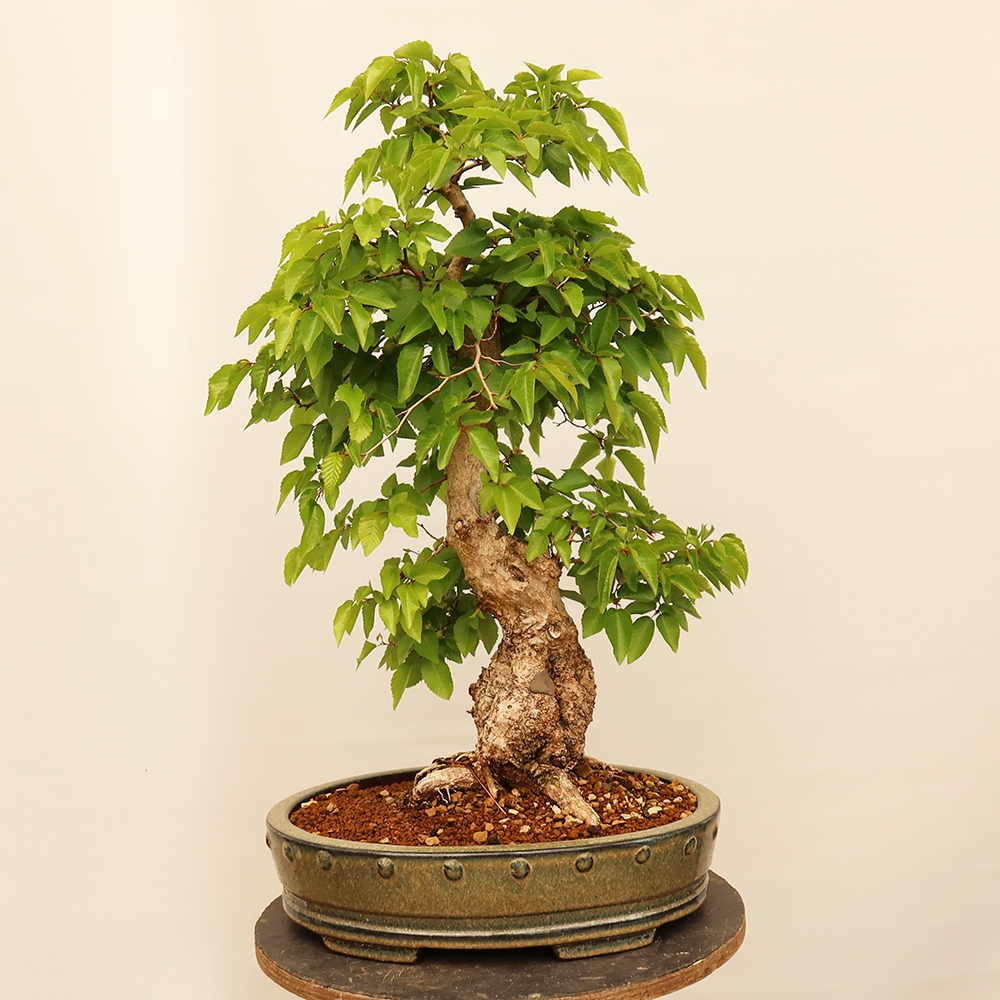 Bonsai voor buiten -Carpinus Coreana - Koreaanse haagbeuk