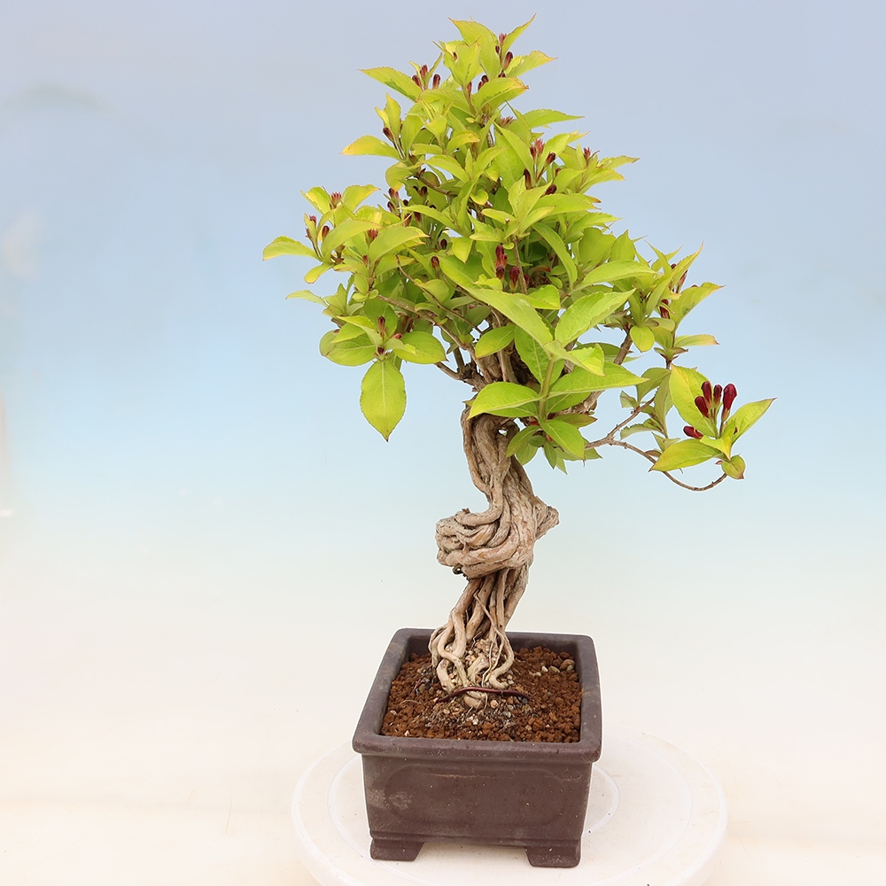 Buitenbonsai - Weigela subsessilis - Koreaanse weigela