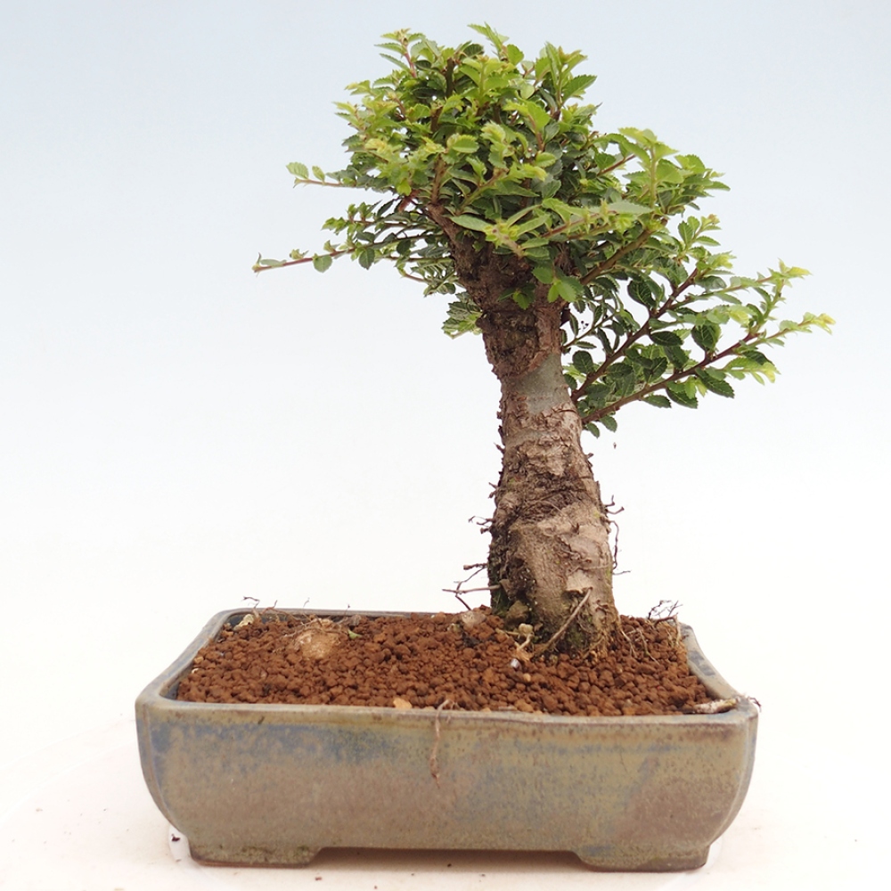 Bonsai voor buiten - Ulmus parvifolia Hokkaido - Chinese iep