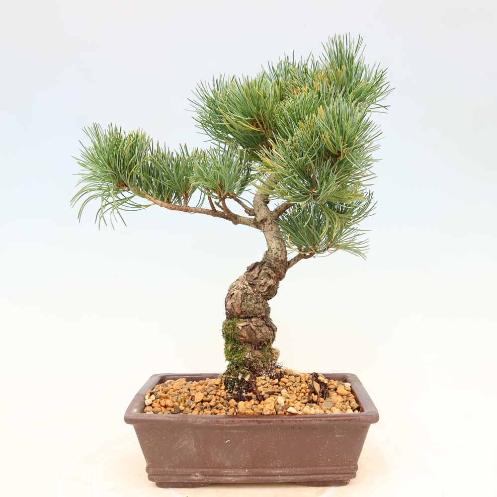 Bonsai voor buiten - Pinus parviflora - Pinus parviflora