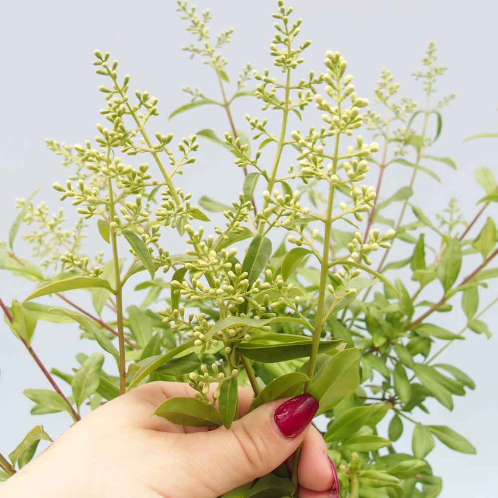 Bonsai voor buiten - Ligustrum - Vogelsnavel
