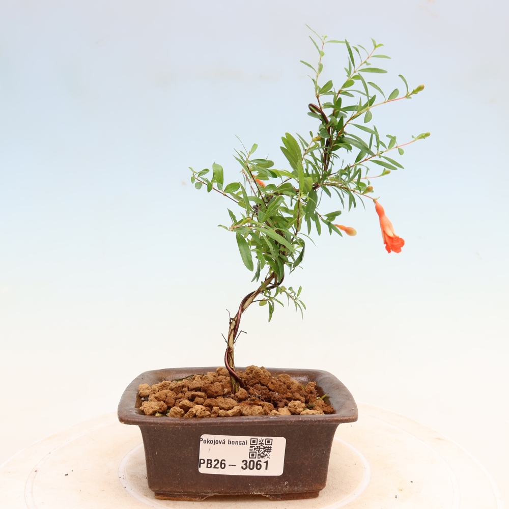 Kamerbonsai-PUNICA granatum nana-Granaatappel