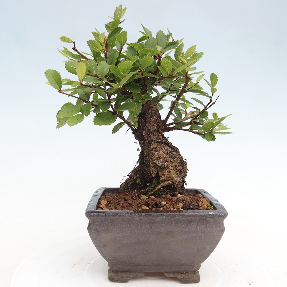 Bonsai voor buiten - Zelkova - Zelkova NIRE