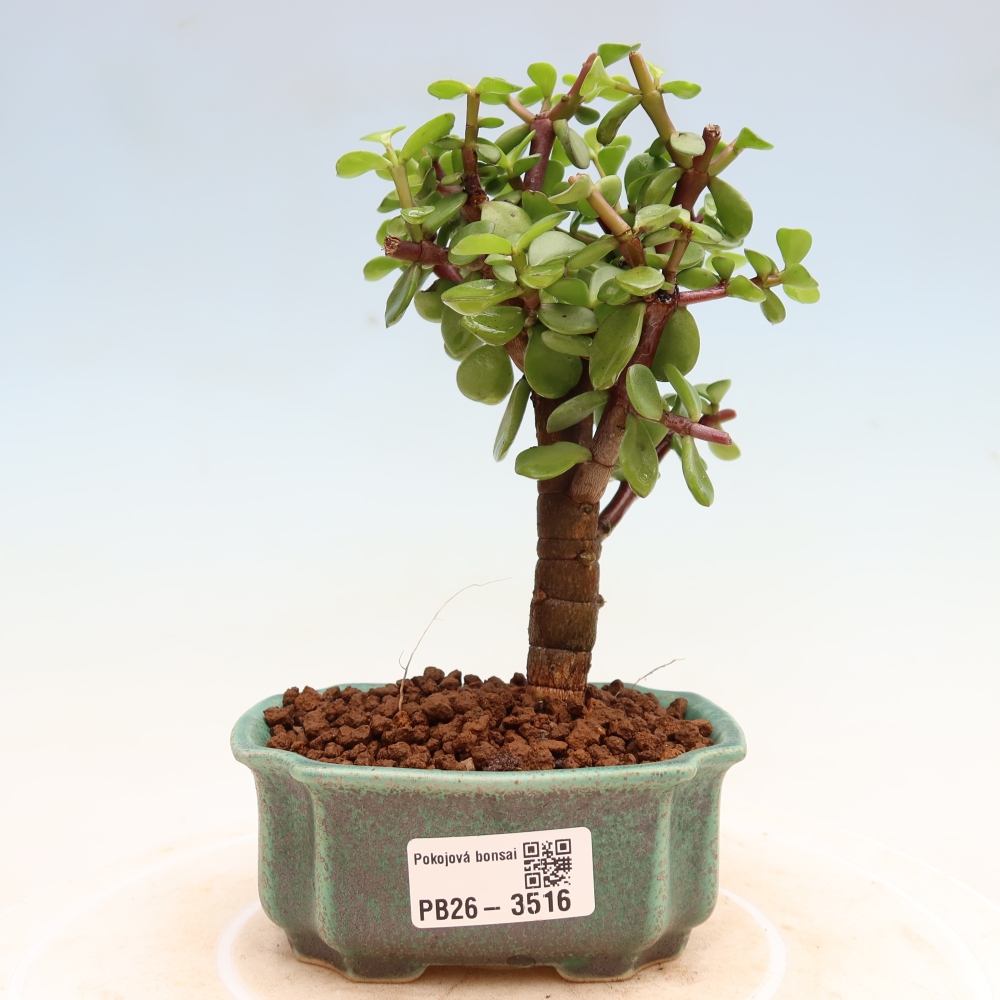 Kamerbonsai - Portulakaria Afra - Tlustice