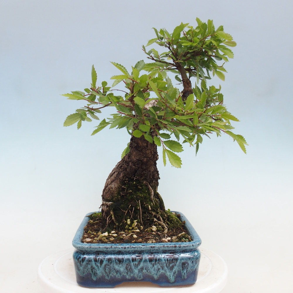 Bonsai voor buiten - Zelkova - Zelkova NIRE