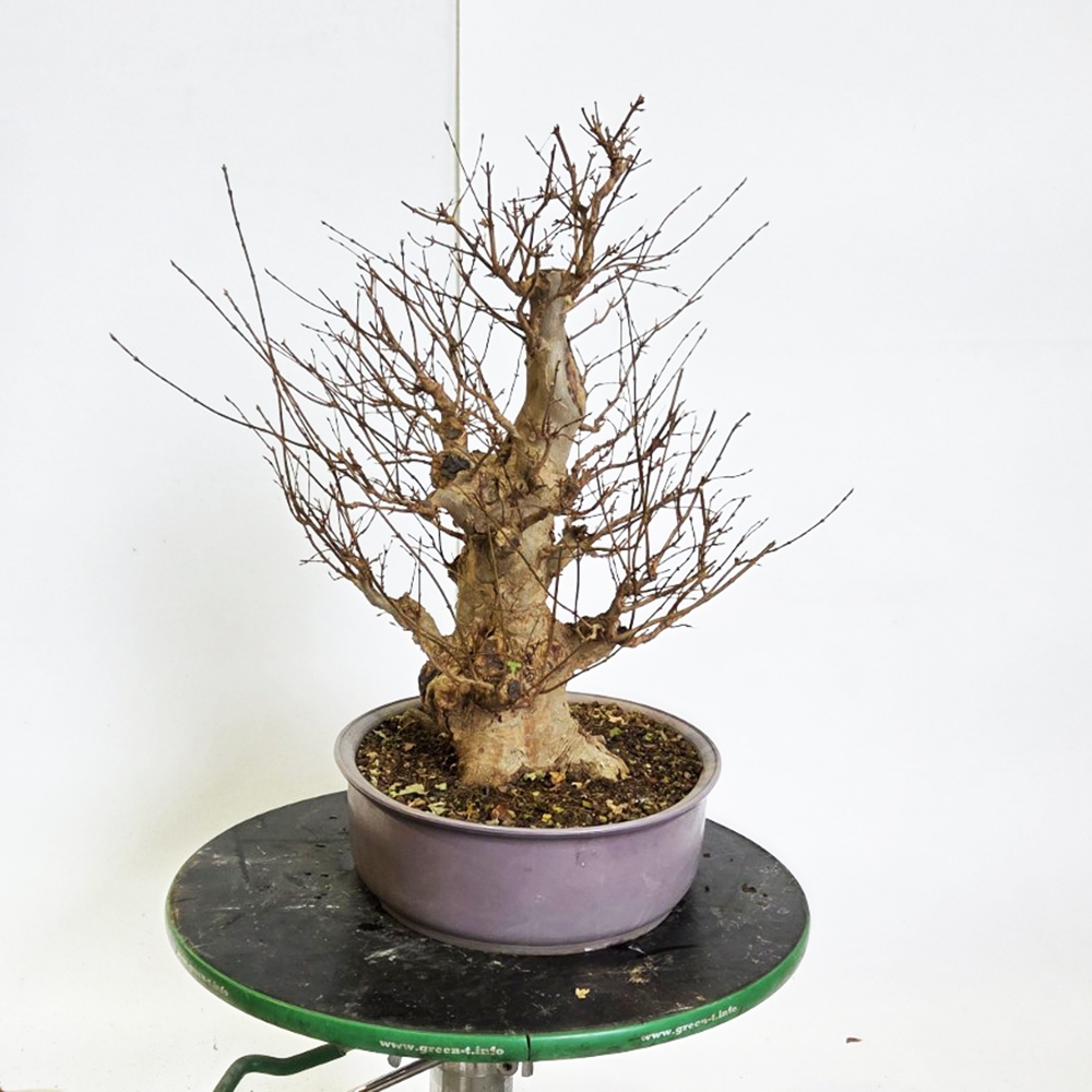 Bonsai esdoorn voor buiten - Acer Burgeriana