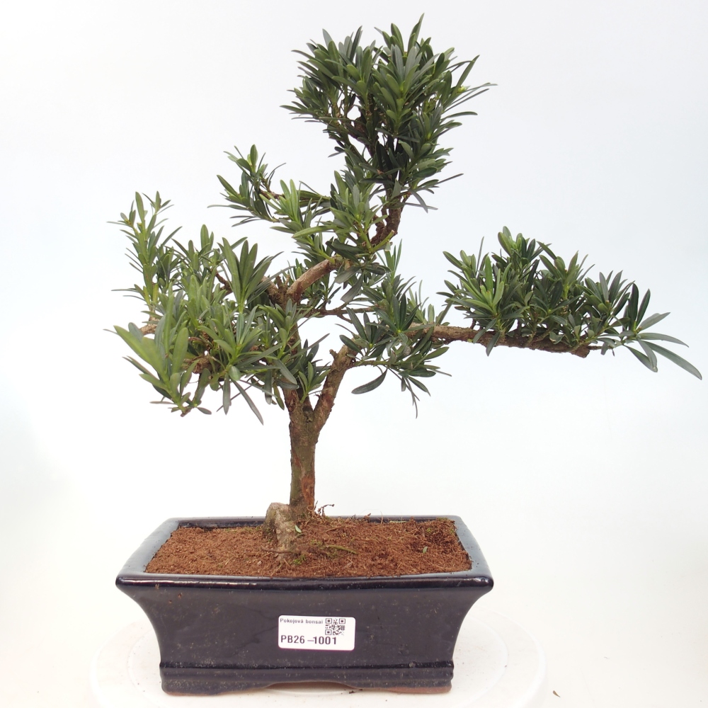 Kamerbonsai - Podocarpus - Taxus