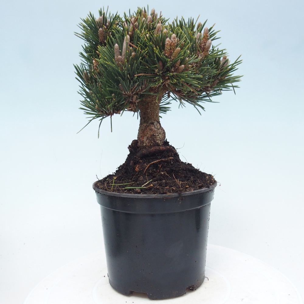 Bonsai voor buiten - Pinus thunbergii senjyumaru - Thunberg den
